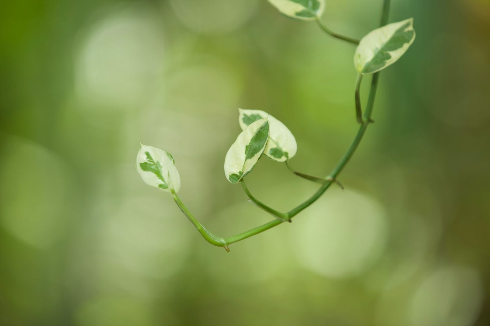 Trailing Pothos bedroom — cozy home