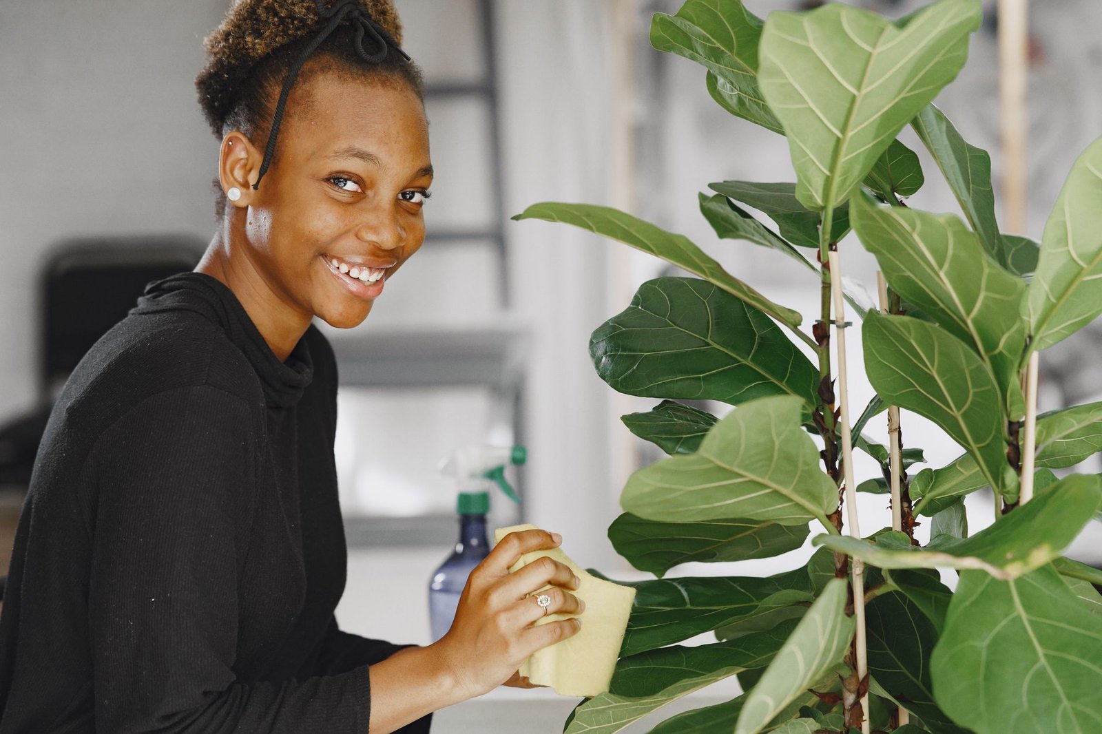 Faux Plant Fiddle Leaf Fig gift — cozy home