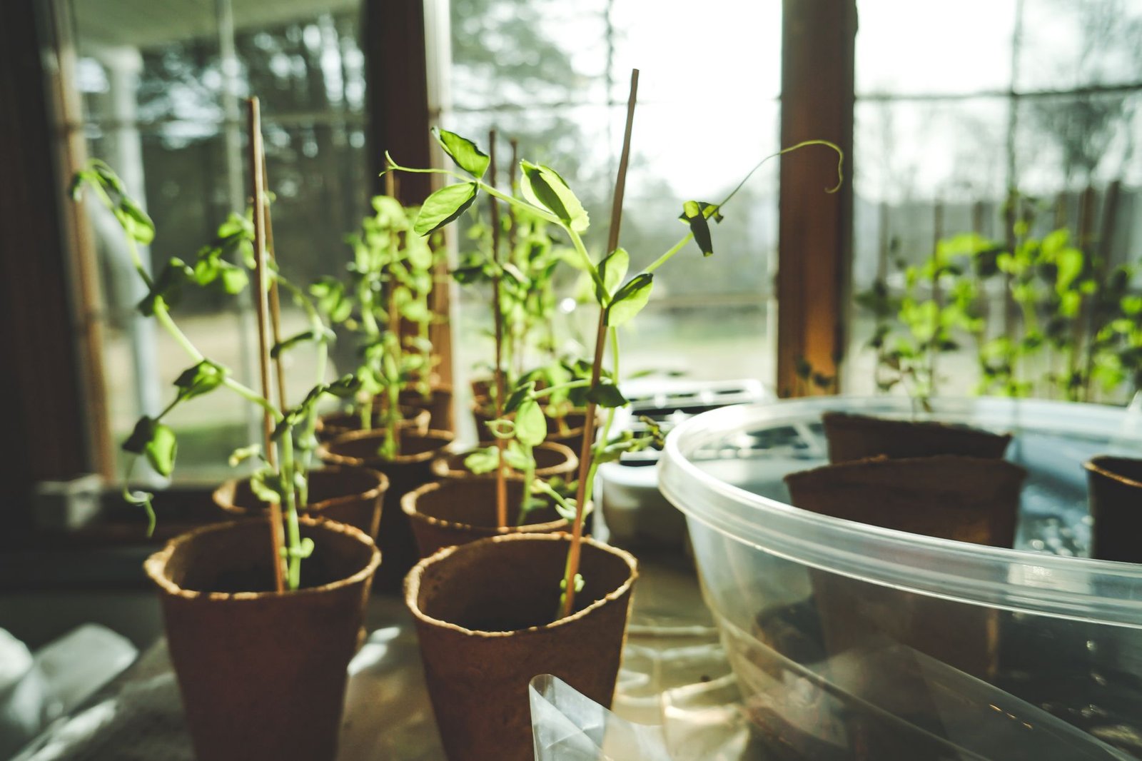 Fresh green herbs growing in small pots on a sunny kitchen windowsill with morning light streaming through