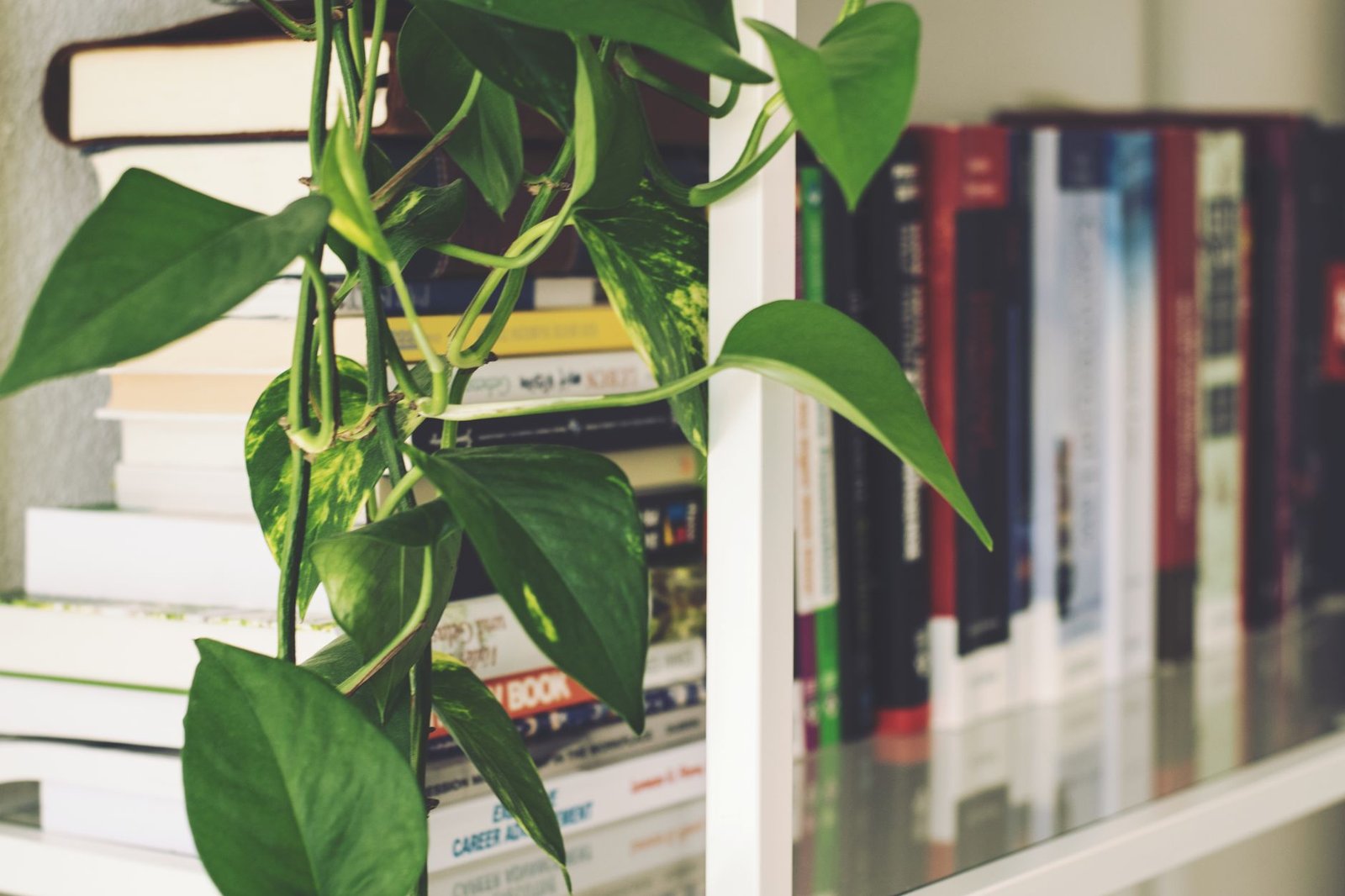 Artificial Trailing Pothos living room — cozy home