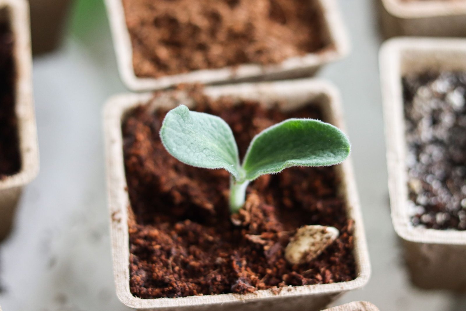 Seed Starter Kit kitchen — cozy home
