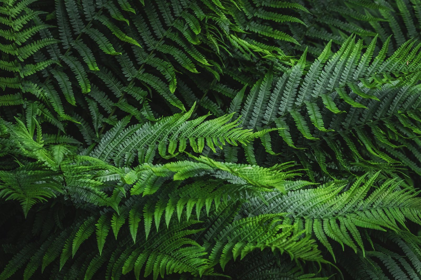 Boston Fern bathroom upgrades — cozy home