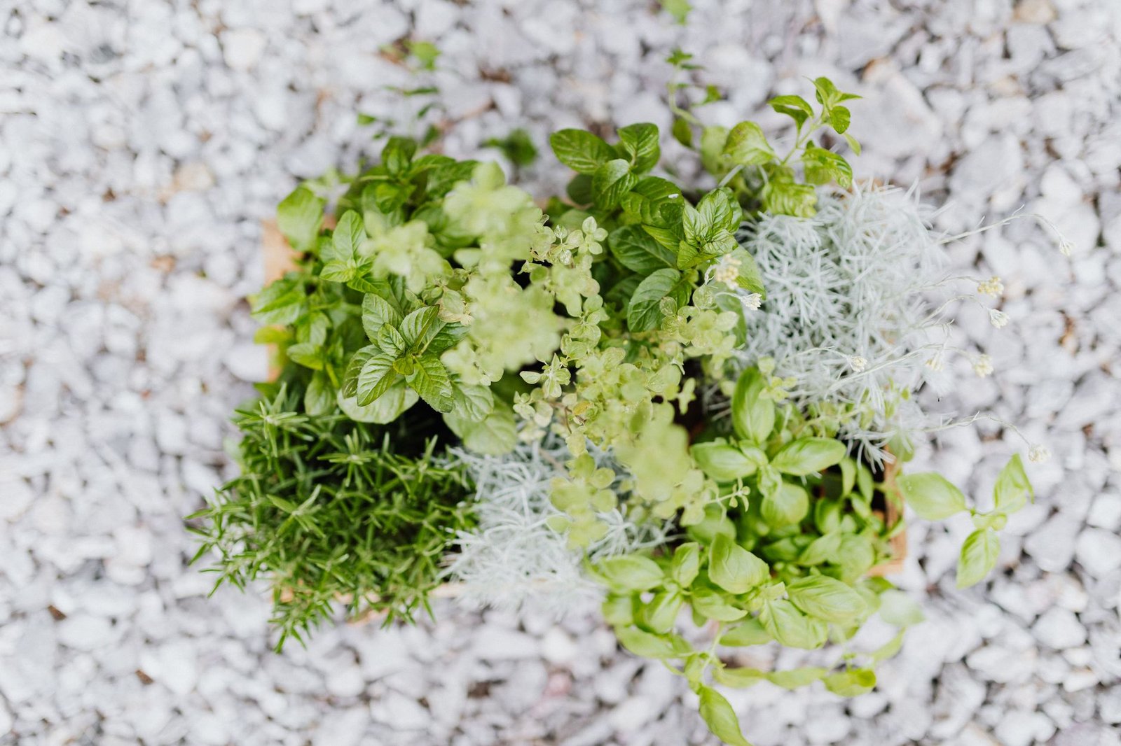 Windowsill Herb Planter Kit kitchen — cozy home