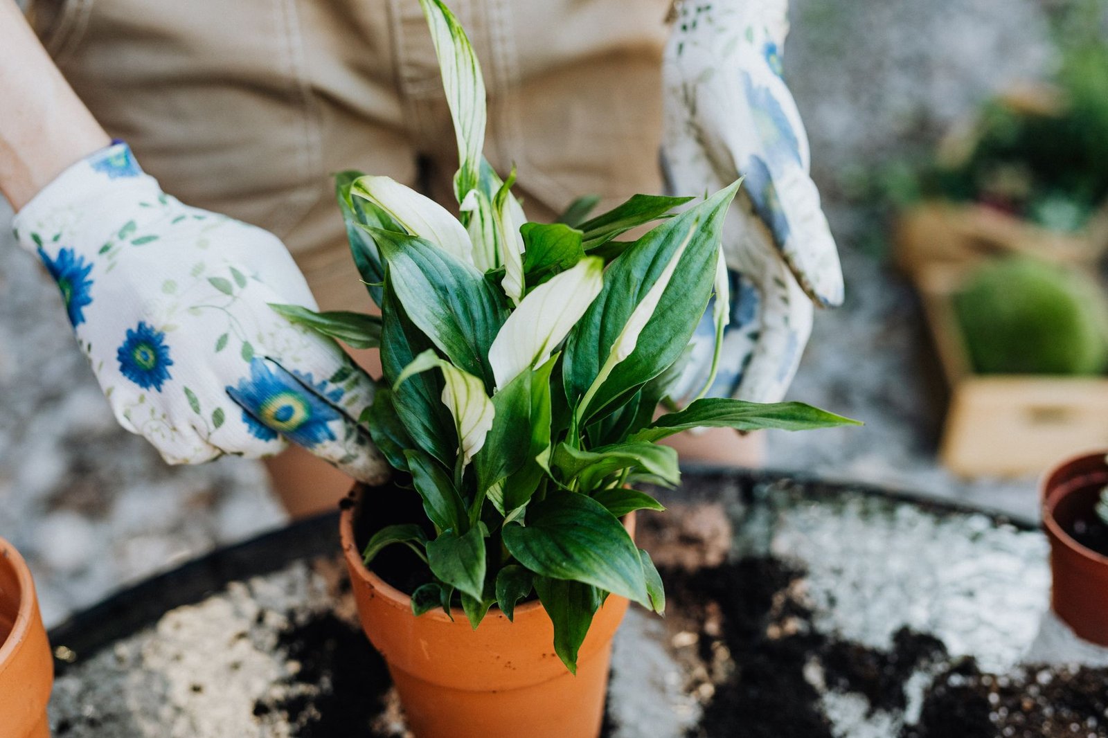 Peace Lily Pot Plant bathroom upgrades — cozy home