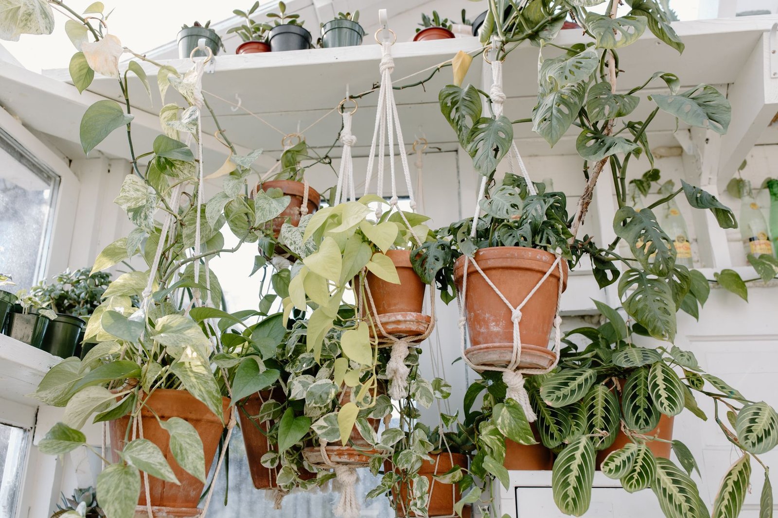 Small Trailing Plant living room — cozy home